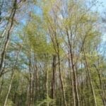 Forêt à 2 pas de la maison