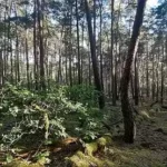 Promenade en Forêt de Fontainebleau
